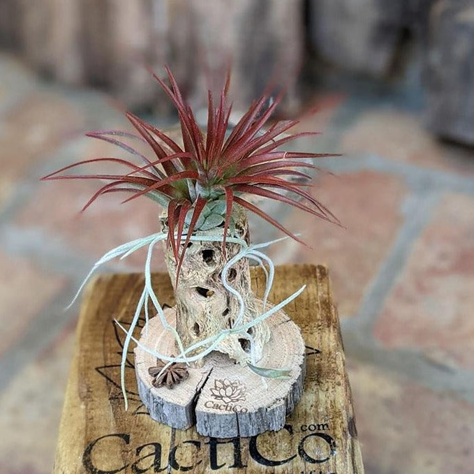 Air Plant Gift in a Handcrafted Vine Cone, Cholla or Sea Shell