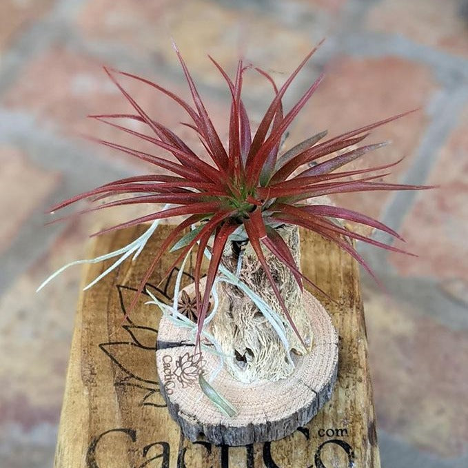 Air Plant Gift in a Handcrafted Vine Cone, Cholla or Sea Shell