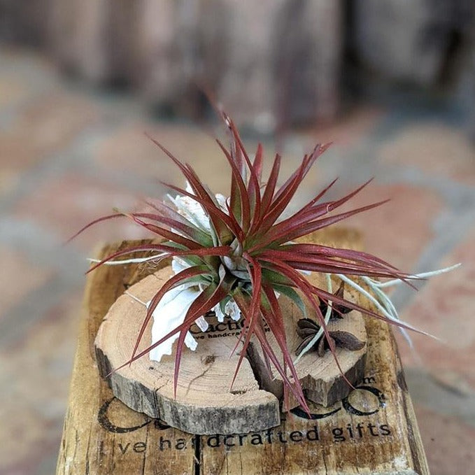 Air Plant Gift in a Handcrafted Vine Cone, Cholla or Sea Shell