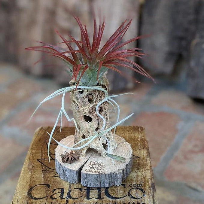 Air Plant Gift in a Handcrafted Vine Cone, Cholla or Sea Shell