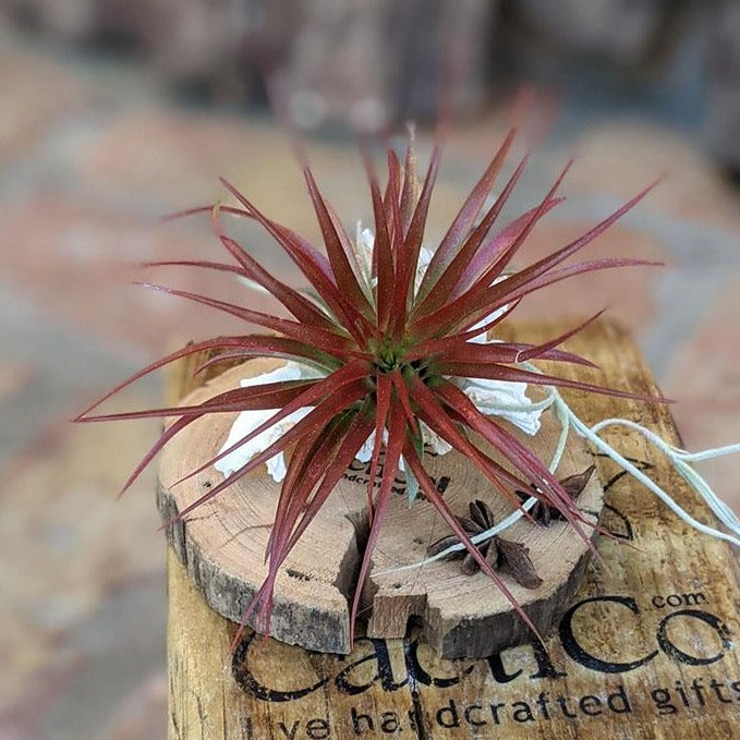 Air Plant Gift in a Handcrafted Vine Cone, Cholla or Sea Shell