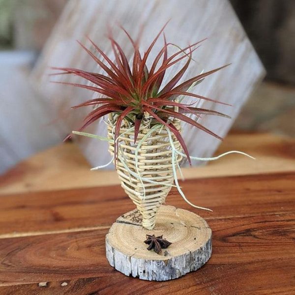 Air Plant Gift in a Handcrafted Vine Cone, Cholla or Sea Shell