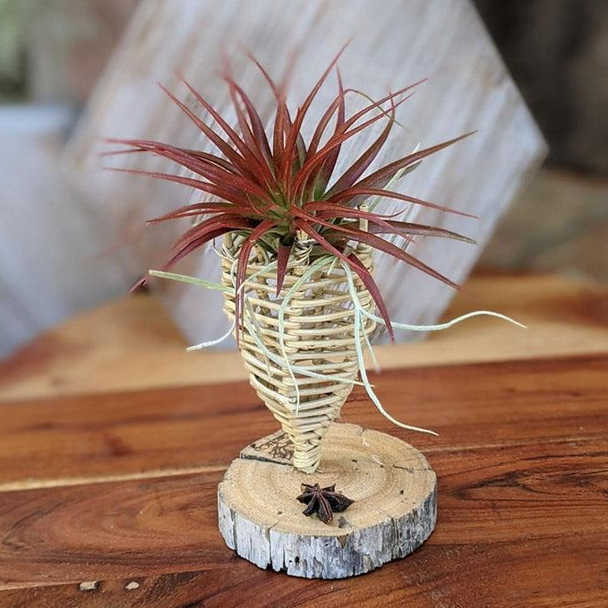 Air Plant Gift in a Handcrafted Vine Cone, Cholla or Sea Shell