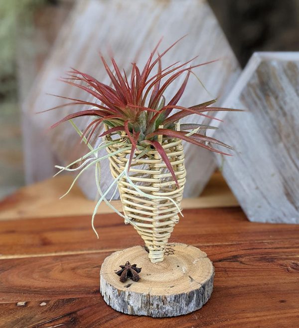 Air Plant Gift in a Handcrafted Vine Cone, Cholla or Sea Shell